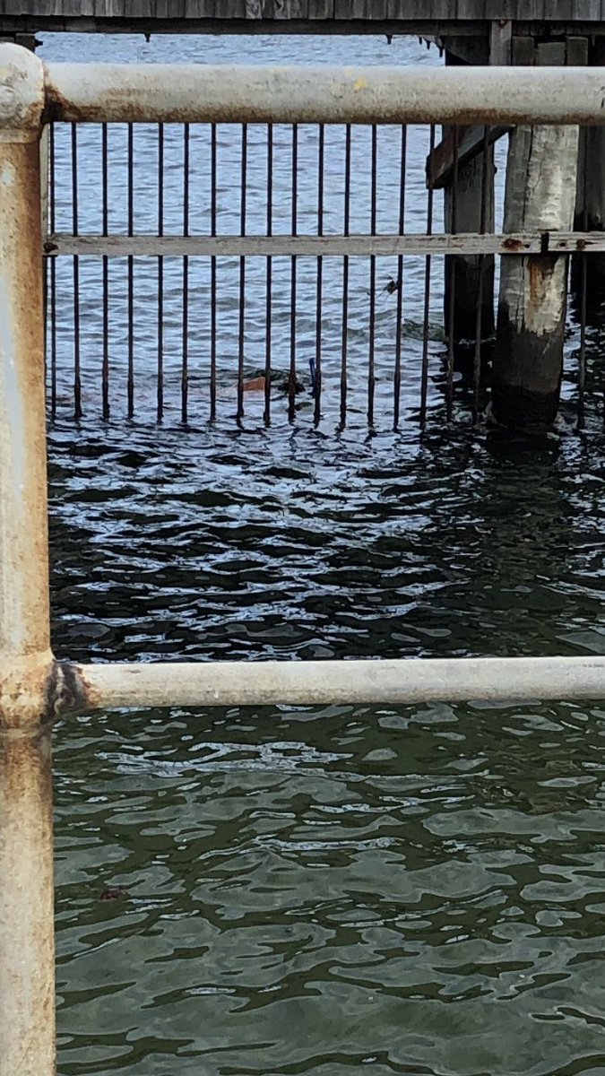 TarynAnne5's tweet photo. There were actually people swimming/snorkelling in the #BrightonBaths today brrrr ! https://t.co/U5v8GhJCnL