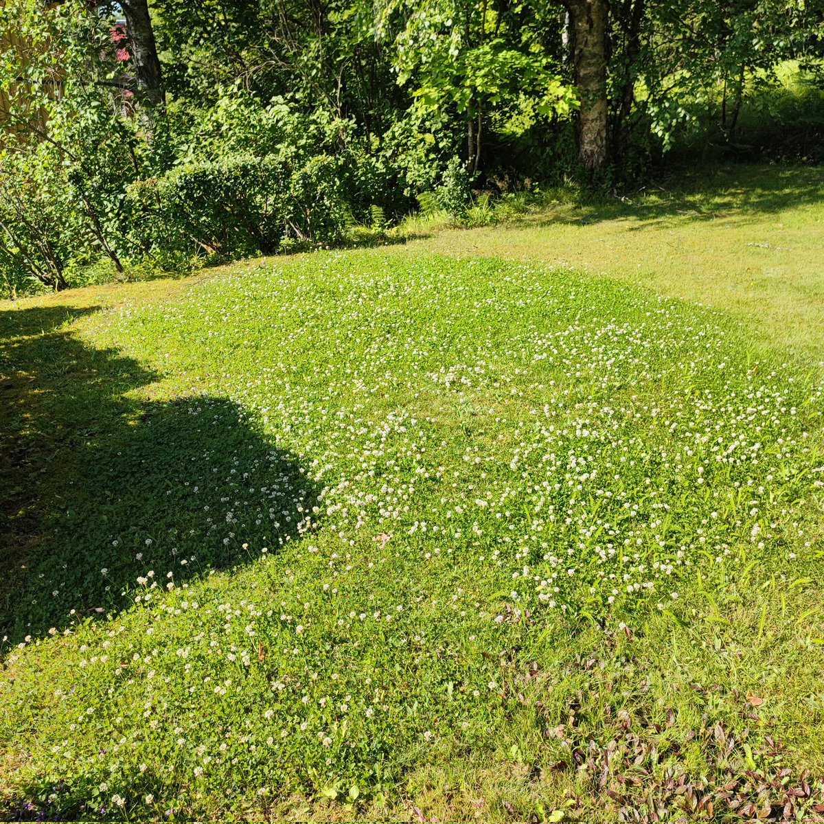 JohannaHellste2's tweet image. Meille on kotiinkin muodostunut apilabaari, kun ollaan laiskoja ruohonleikkaajia. 😁 #pölyttäjät