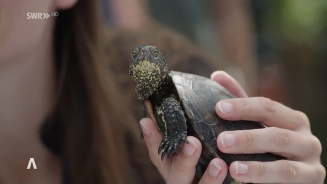 ProjectEmysR's tweet photo. 5th July release of the 400th #Emys #European #pond #turtle in #Neuburg am #Rhein : TV #reportage with @katrineder @NABU_de @SEALIFESpeyer @KreisGER 
@LOEWE_TBG 
@IPHC_Strasbourg 
@BiodiversaPlus @WaterJPI 

Watch at 12´

https://t.co/pB1D4E51IW https://t.co/oUEYy6SJH1