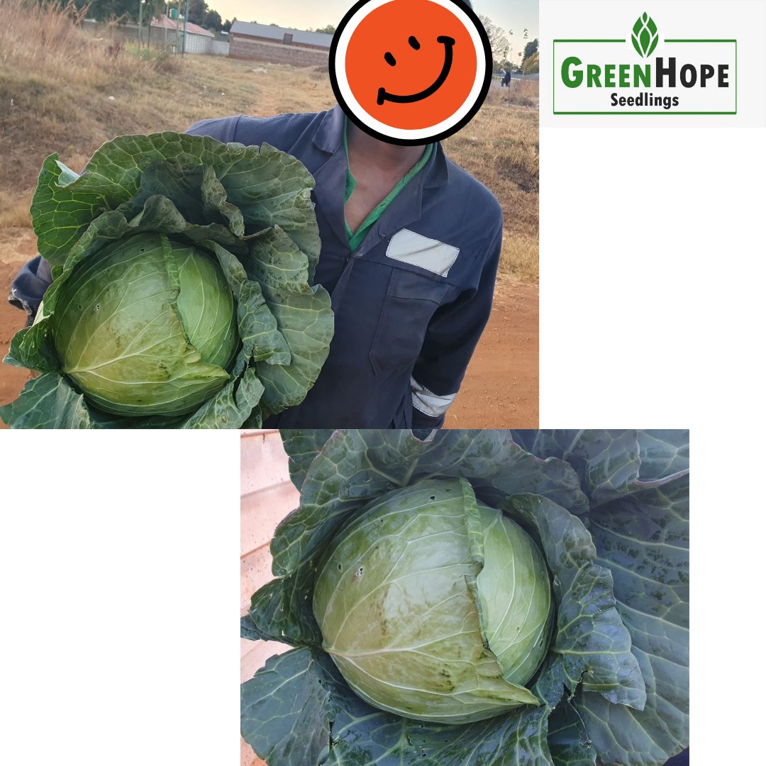Testimonial Tuesday 🥳🥳🥳

"Ndauya necabbage renyu "(I have brought your cabbage)..Our Concession #farmer very proud of his produce which was started off at Greenhope Seedlings Nursery.

#seedingyoursuccess
#VarietyStar3311
#Weight 8.5kg
#rimasomething 
#greenhopeseedlings