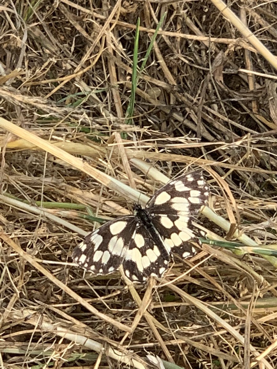 richard taylor-jones tweet media