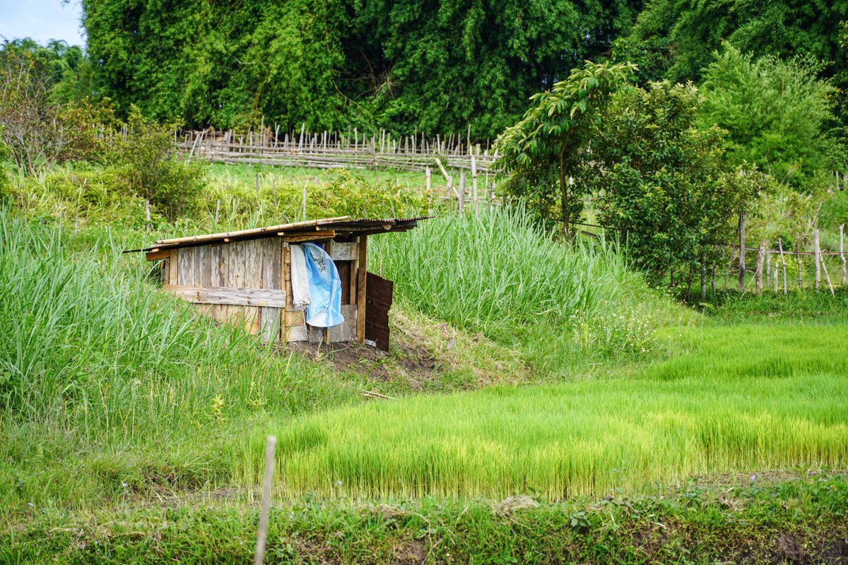 ASSETProjectSEA's tweet photo. In #Xiengkhouang 🇱🇦, 400+ farmers were trained in #agroecology 🌾practices. Mrs. Sodsouda adopted Integrated #PestManagement (IPM) right after the training. 

🔗Read her story: https://t.co/FBjv94tP90 https://t.co/AxzY5BCiWI