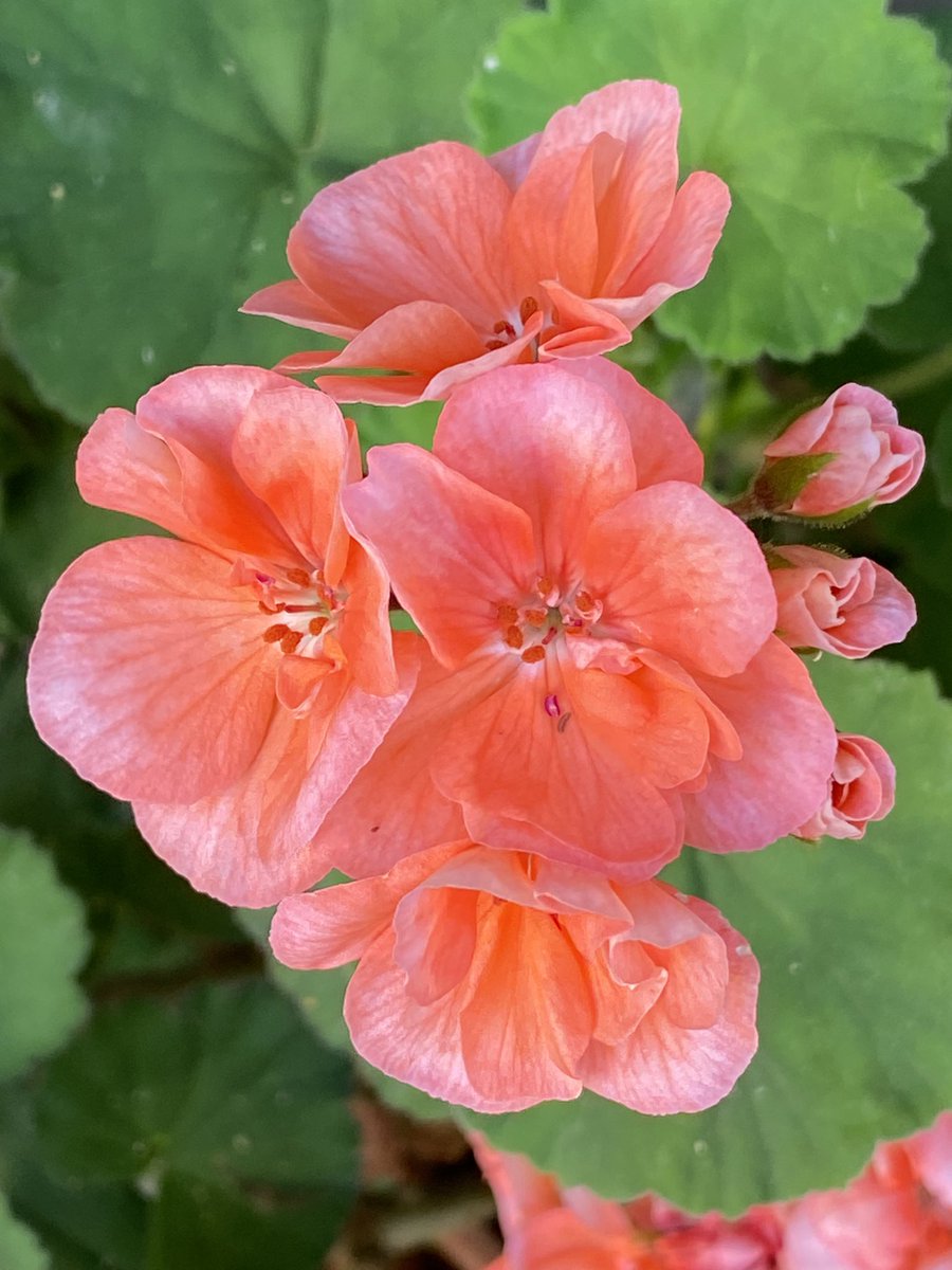 pearlescent_b's tweet photo. • After Therapy Flower •
🌺🌱
/ #pretty #prettyflower #flowers #nature #NatureIsBeautiful #beautiful #nofilter #NaturalBeauty \ https://t.co/3oTiGbJ4hp