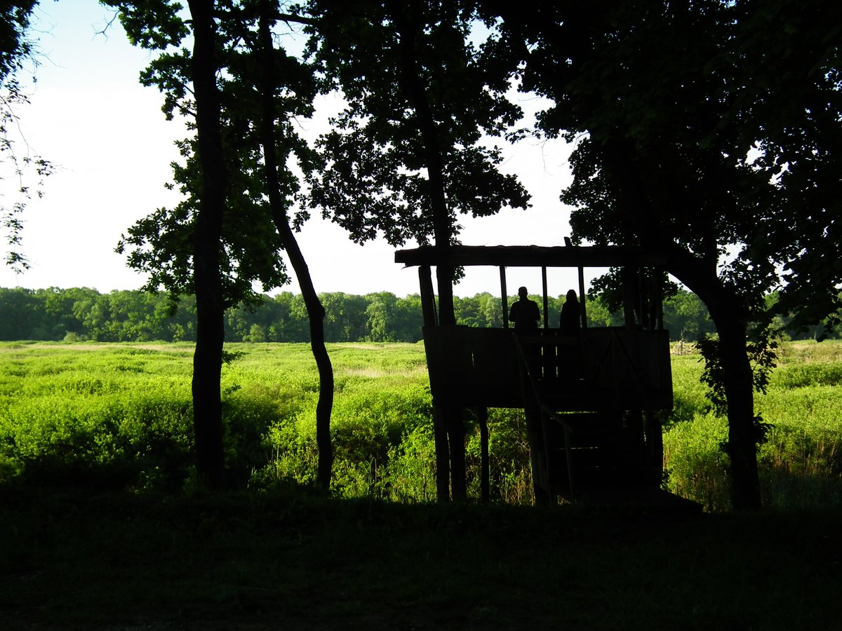 albicilla66's tweet photo. #GoBirding old English oak forests &amp; poplar plantations of the #ObedskaBara wetland in the #SavaRiver floodplain W of #Belgrade 🇷🇸: Marsh Tit, Short-toed Treecreeper, Collared Flycatcher, Green, Middle &amp;Lesser S. Woodpeckers, Black Stork, Lesser S. Eagle
➡️https://t.co/ynT0SkxlVR https://t.co/f8xf2ZJcaT