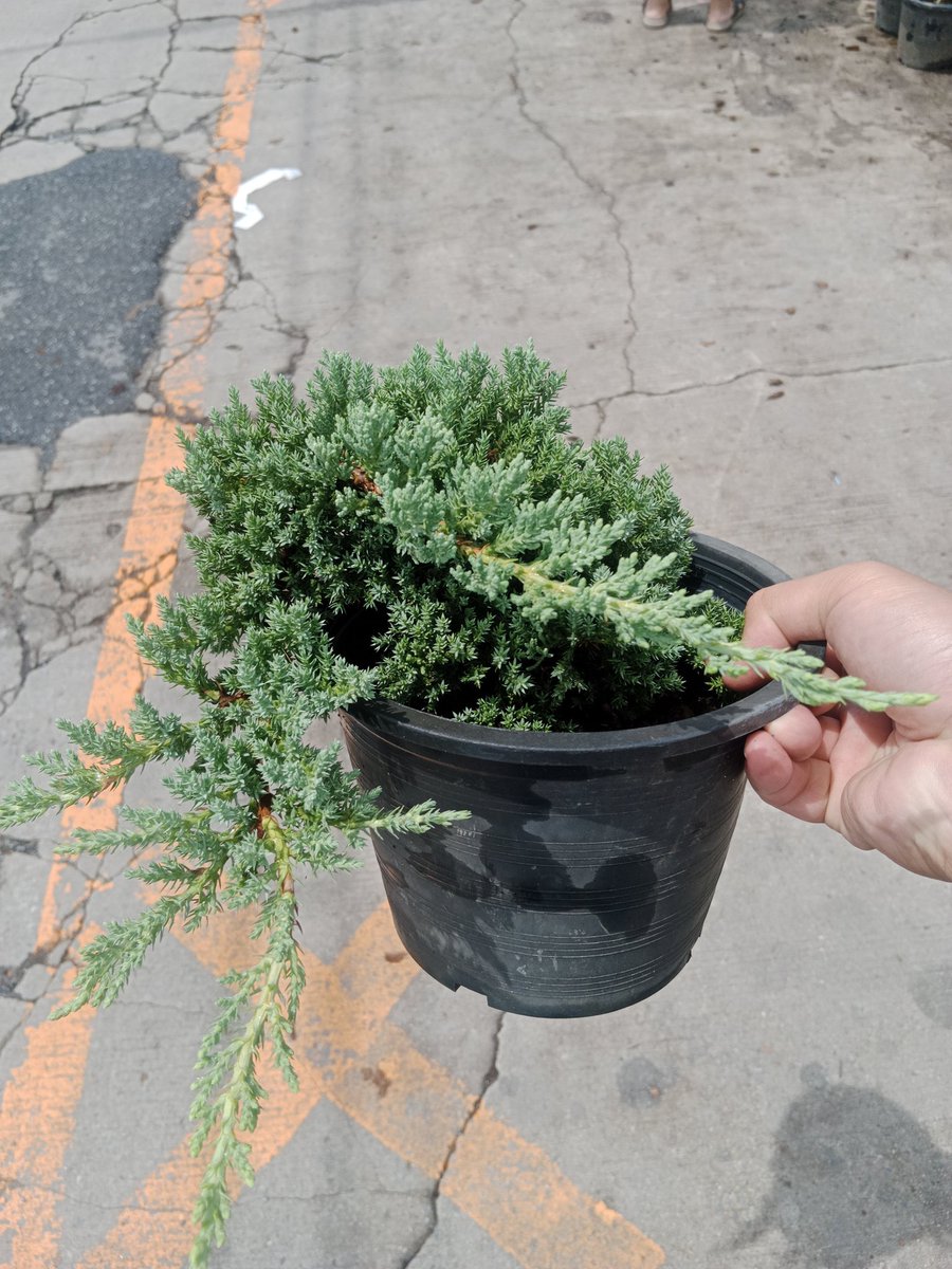 uncletar_shop's tweet photo. สนเลื้อยอเมริกา
#ร้านต้นไม้ลุงต้า #ต้นไม้ #โหนกระแส #tree #TikTok #kxrn #july #สุดยอด #สนเลื้อยอเมริกา #สะพานถล่ม #นายกพิธา #snow #ชัชชาติ #โหวตนายก #EXO_CreamSoda #นักธุรกิจเยอรมัน #제로베이스원 #EXO_EXIST #TAEYEON_TheODDOfLOVE_in_BKK #GANGNAMxENGLOT #bbcpresenter #660711_2 https://t.co/yu8s2TlKzp