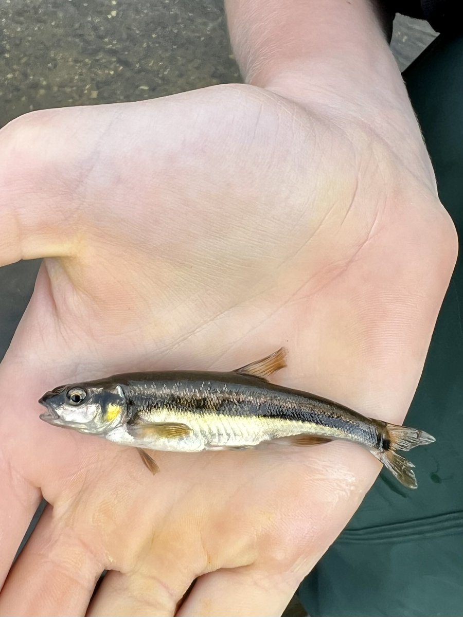 fishingfamilyuk's tweet photo. We always enjoy catching mini species like minnows - what’s your favourite mini species?
#takeyourkidsfishing #makeitfun
#fishing #minnow #riverfishing #hindersbait #getfishing #shakespeare #iycf #fishingfamily #fishinglife #fishingkids #specieshunting #stickfloat #floatfishing https://t.co/2AN8wX2tb3