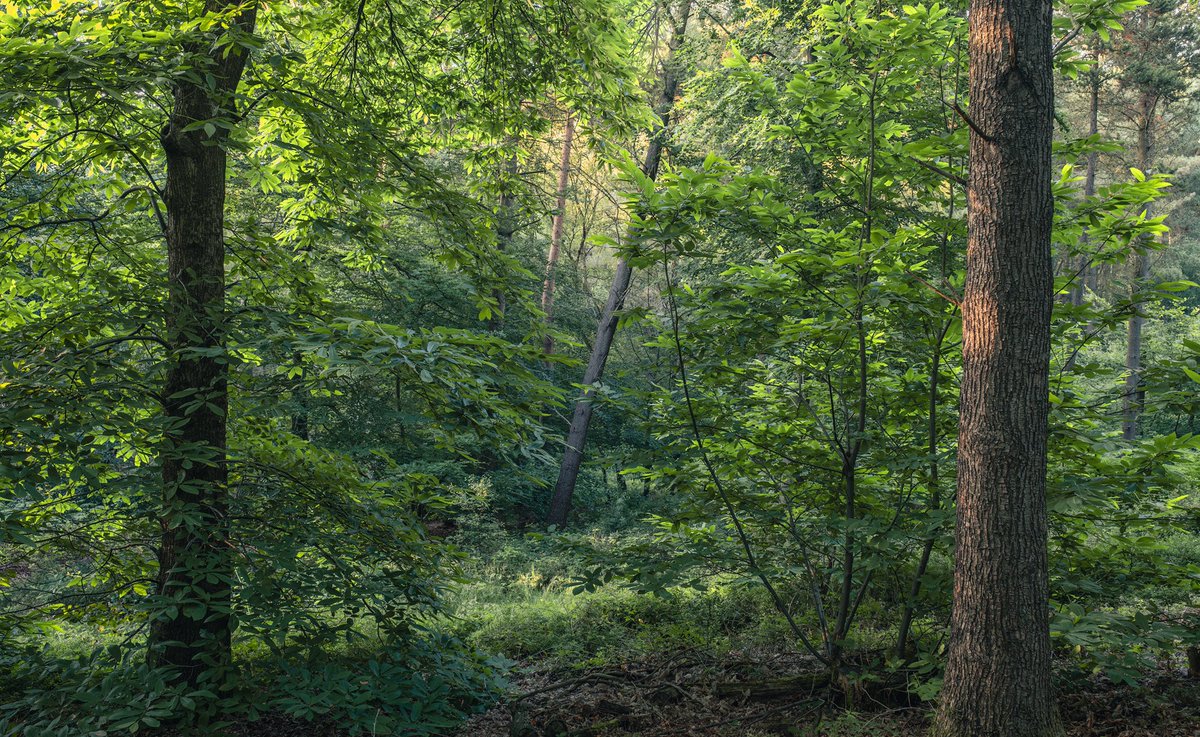 Daron linney tweet media