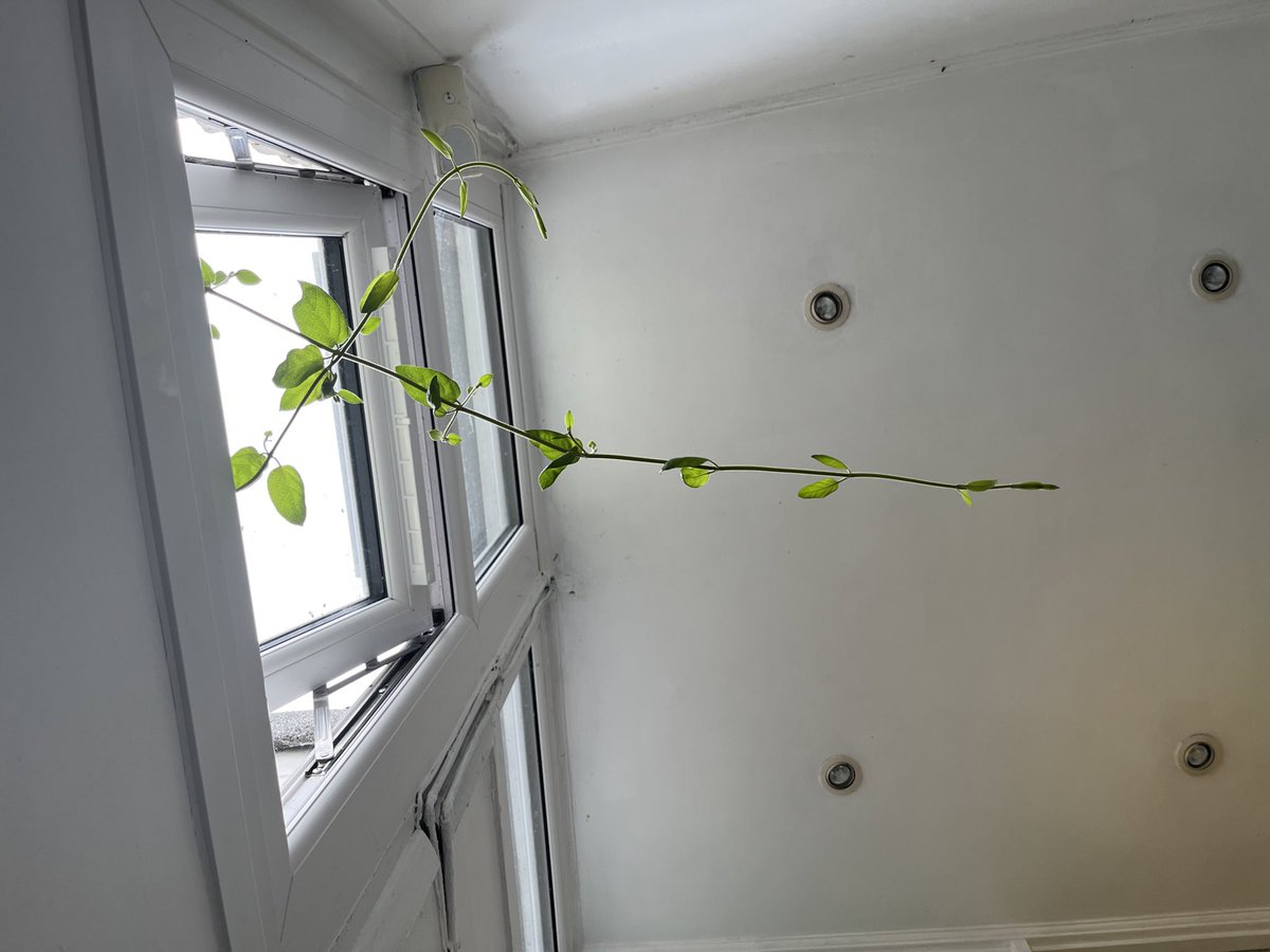 allibinky's tweet photo. Pretty sure @gingerdaveski and I are both waiting for the other to deal with this 🌱 https://t.co/psrLMlqnbZ