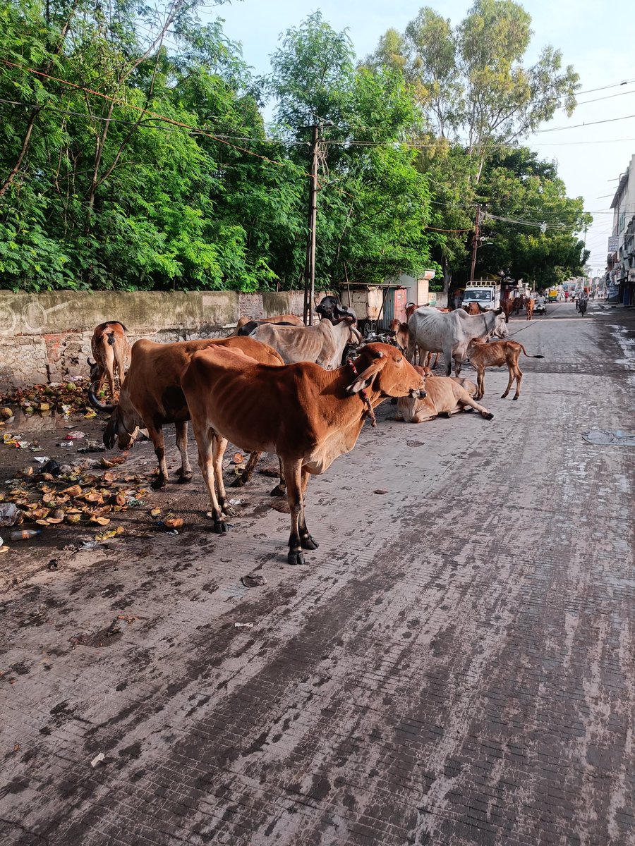 NavinPatel91's tweet photo. @CollectorAmr અમરેલી શહેર ની હાલત https://t.co/ty9bxxsHbO