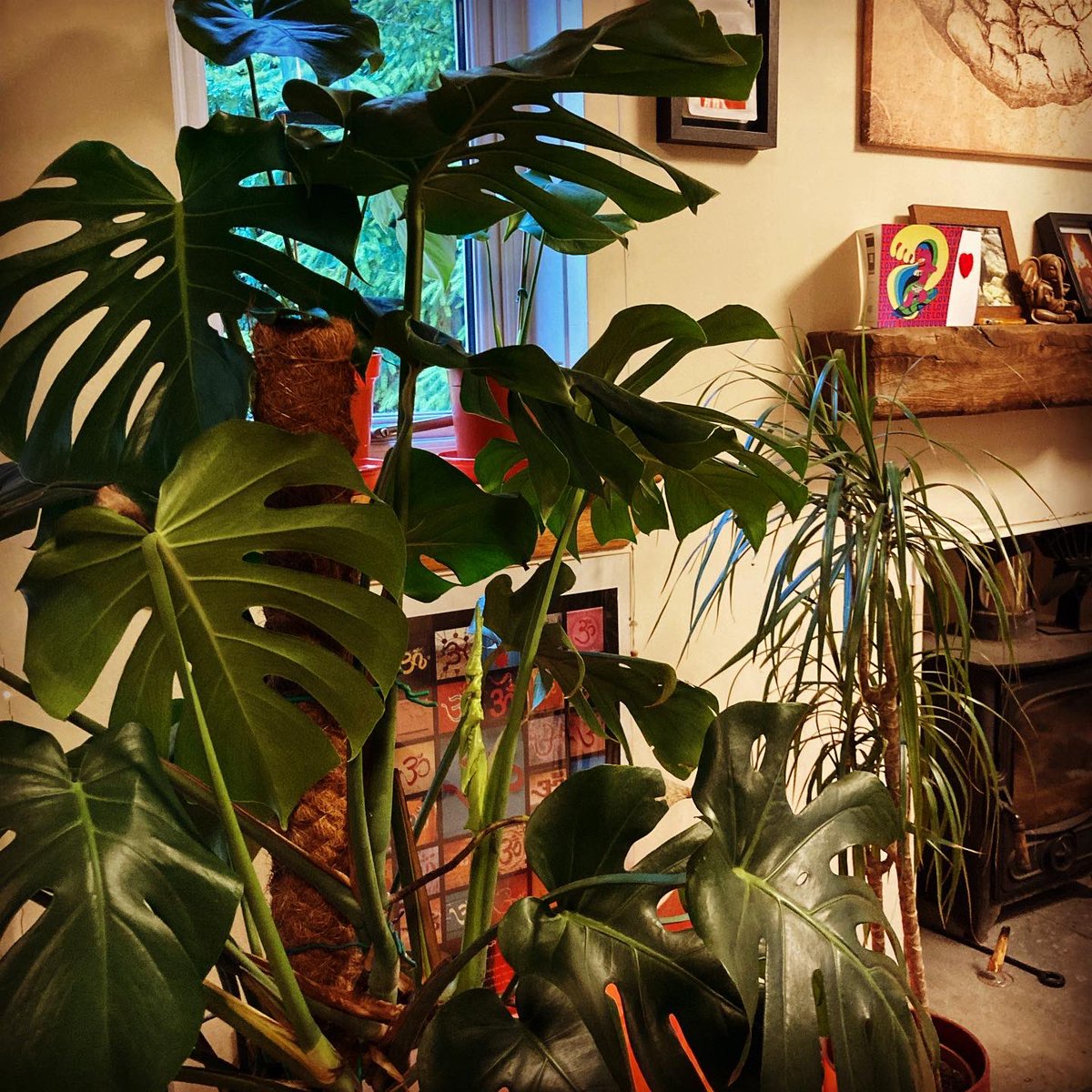 6464Rising's tweet photo. Old cheese plant leaves new canvas, wee Buzzy Bee has found his pride of place. Next stop: preserve and frame. Here's to the creative surprises that keep the process fun 🤩🐝❤️
#OldCheesePlant #NewCanvas #WeeBuzzyBee #CreativeSurprises #FunProcess https://t.co/VGLGIulwVv