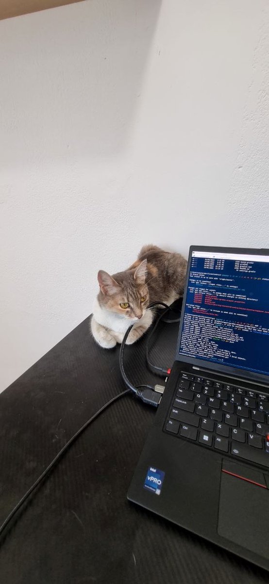 This is my ideal setup for "pair programming". A random cat that came into the office and joined me for a morning and sat watching the code.