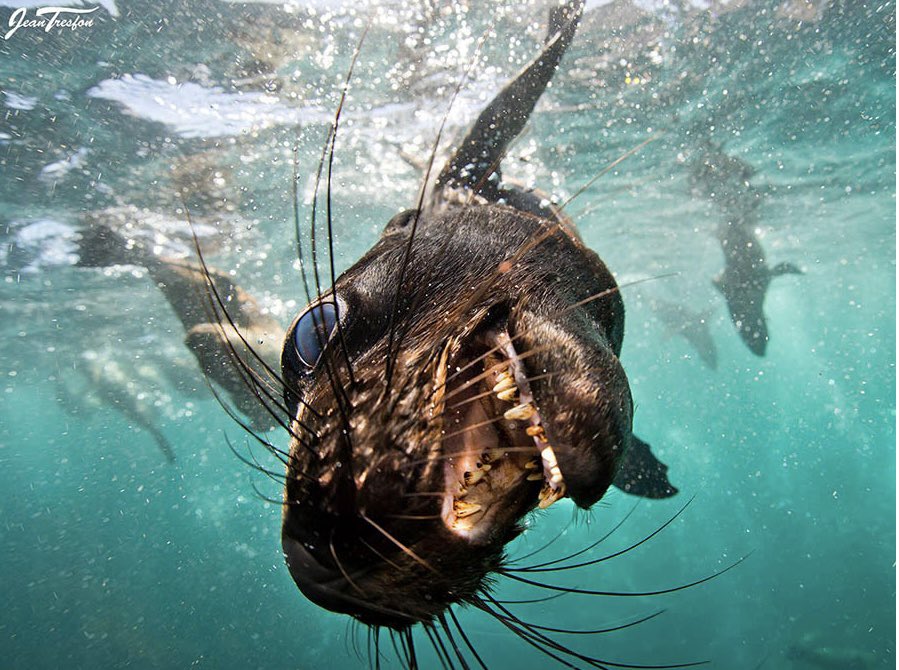 wapfsa.org/the-wildlife-a… WAPFSA Members lend their unwavering support to all the organisations and individuals who have and who continue to tirelessly defend the right of survival to the Cape Fur Seal in Namibia.