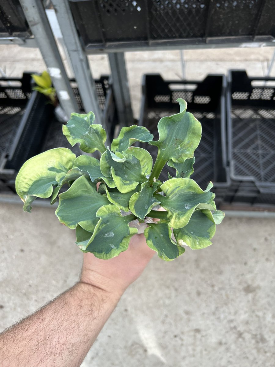 SiennaHosta's tweet photo. Order of The Day - there are some stunning plants going in todays orders. These are all from one order from a customer with excellent taste! ‘Lemon Snap’, ‘Smiling Mouse’, ‘Ben Vernooij’ and ‘School Mouse’. 😊
#hostas #ukhostas #mailorder #onlineplants #gardening https://t.co/Hkf6wIp3Yl