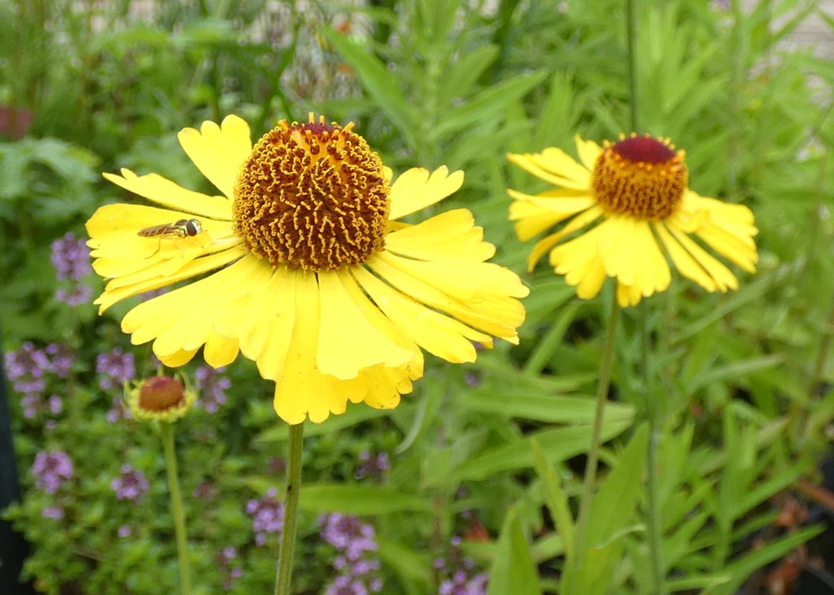 LynnsWaffles's tweet photo. A few summer garden photos๐งก๐not so much sun this week but our new #Heleniums are flowering & have #Gaillardia & just a few assorted butterflies ๐ฆ
like this #Comma not so many this year though. #Dorset
#Beaminster #GardenFlowers https://t.co/5RWy5lwPWZ