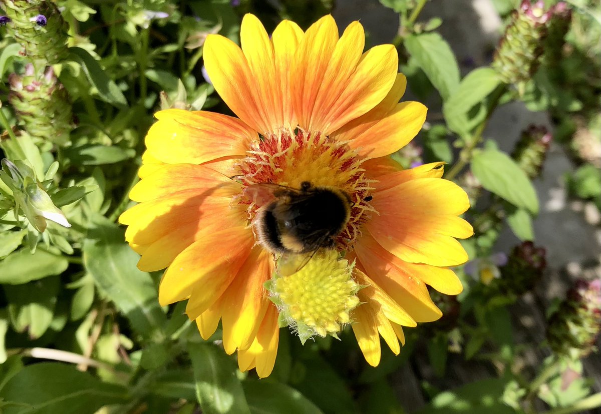 LynnsWaffles's tweet photo. A few summer garden photos๐งก๐not so much sun this week but our new #Heleniums are flowering & have #Gaillardia & just a few assorted butterflies ๐ฆ
like this #Comma not so many this year though. #Dorset
#Beaminster #GardenFlowers https://t.co/5RWy5lwPWZ