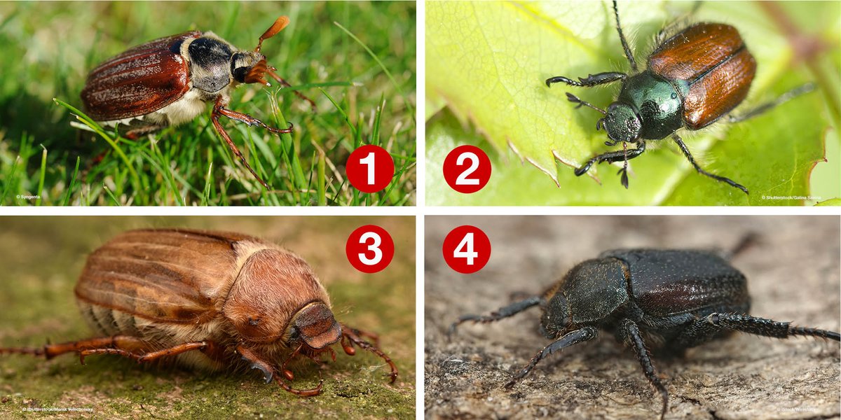 SyngentaTurfUK's tweet photo. Quiz Time!
With the recent warm weather these chafer bugs are out and about, can you recognise which is which? 

Choose from: 
Summer chafer - SC, Welsh chafer - WC, Cock chafer - CC &amp; Garden chafer - GC. https://t.co/3EISH1olMw