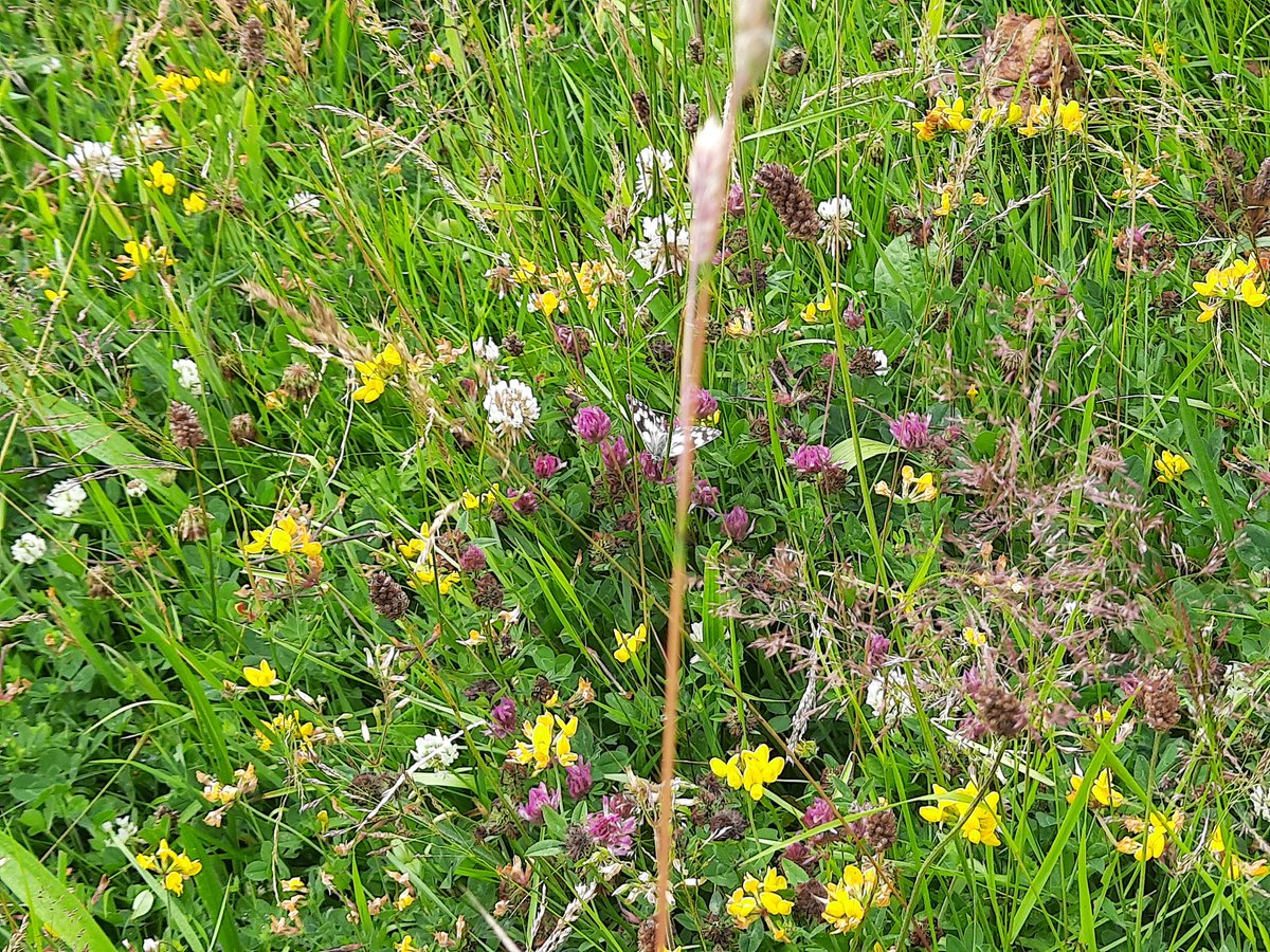 Michelle Werrett tweet media