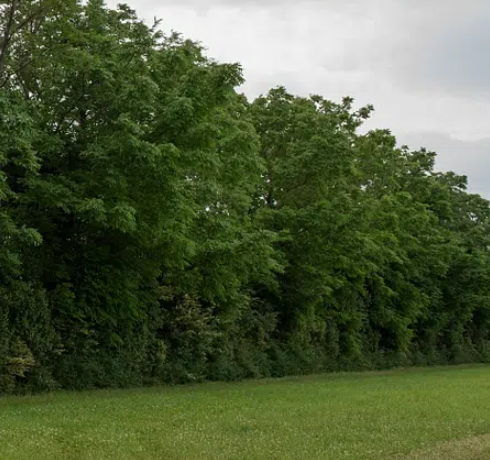 [accessible même sans abonnement 🔓]

🌳Alors que les #haies reviennent dans l’actualité politique, l’association Symbiose tire le bilan, pour le Grand Est, du programme national Plantons des haies.

reference-agro.fr/haies-le-grand…