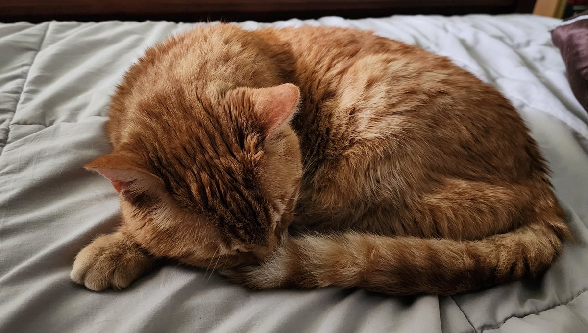 falcocw's tweet photo. I love my 17 year old cat Socrates.  He has kidney disease. He has good days and bad ones, but overall, he's doing pretty good 

I love him so much, losing him will be rough as I live alone. Every night before bed, I whisper to him, telling him I love him and asking him to stay. https://t.co/2ajHkQk874