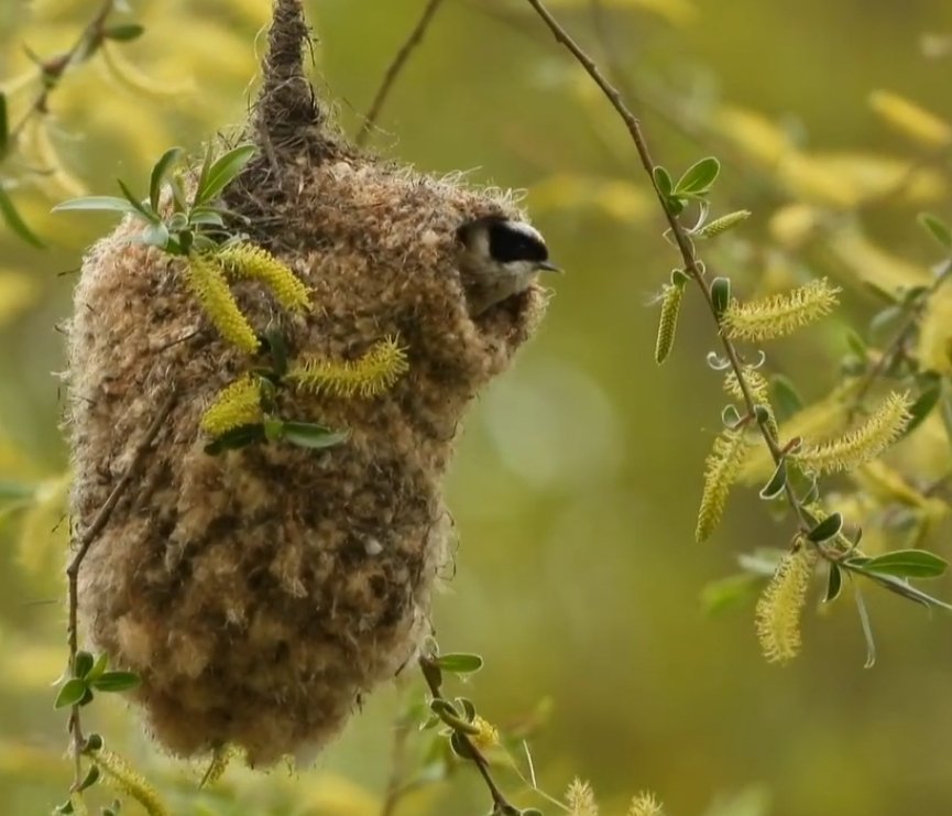 JuanAndrsOria's tweet photo. En esta bonita foto del afamado ornitólogo Toño Arnillas vemos el curioso nido de pájaro moscón (Remiz pendulinus) sobre una mocha o salce blanco (Salix neotricha) en las riberas del Pisuerga en  Palencia. El nido es una verdadera obra de ingeniería a base de pelusas de chopo.... https://t.co/hGKrHBfIkK