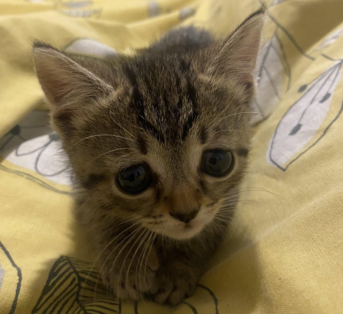 kitykenni's tweet photo. @puutetila kun haukut mua tä on se ketä haukut. 😞 https://t.co/6NPLmn87BF