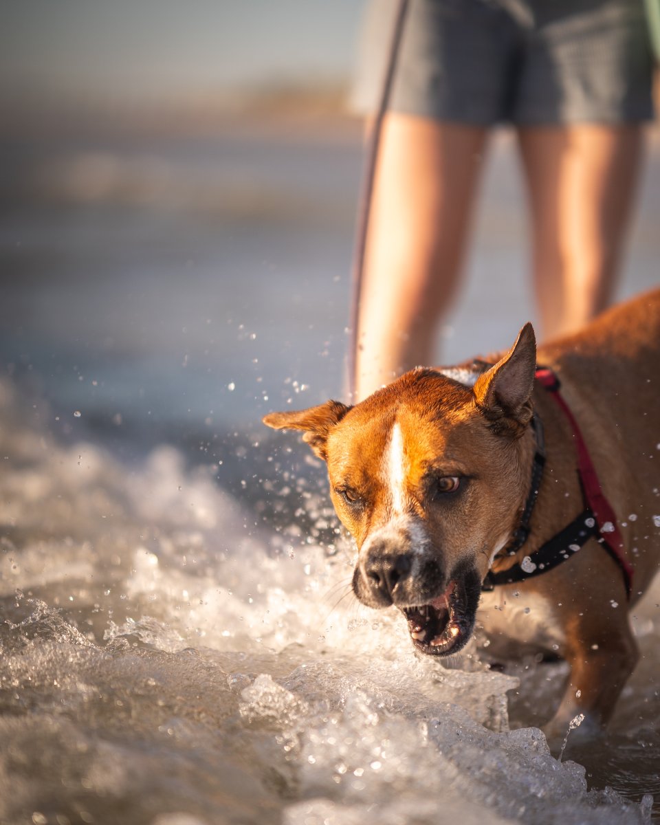 Calm vs. chaos…

Here’s one last couple of shots of Bowser’s beach-time adventure - always love a sunset pet portrait!

Do YOU want some pet portraits? Hit me up!
📸🐕🐾
