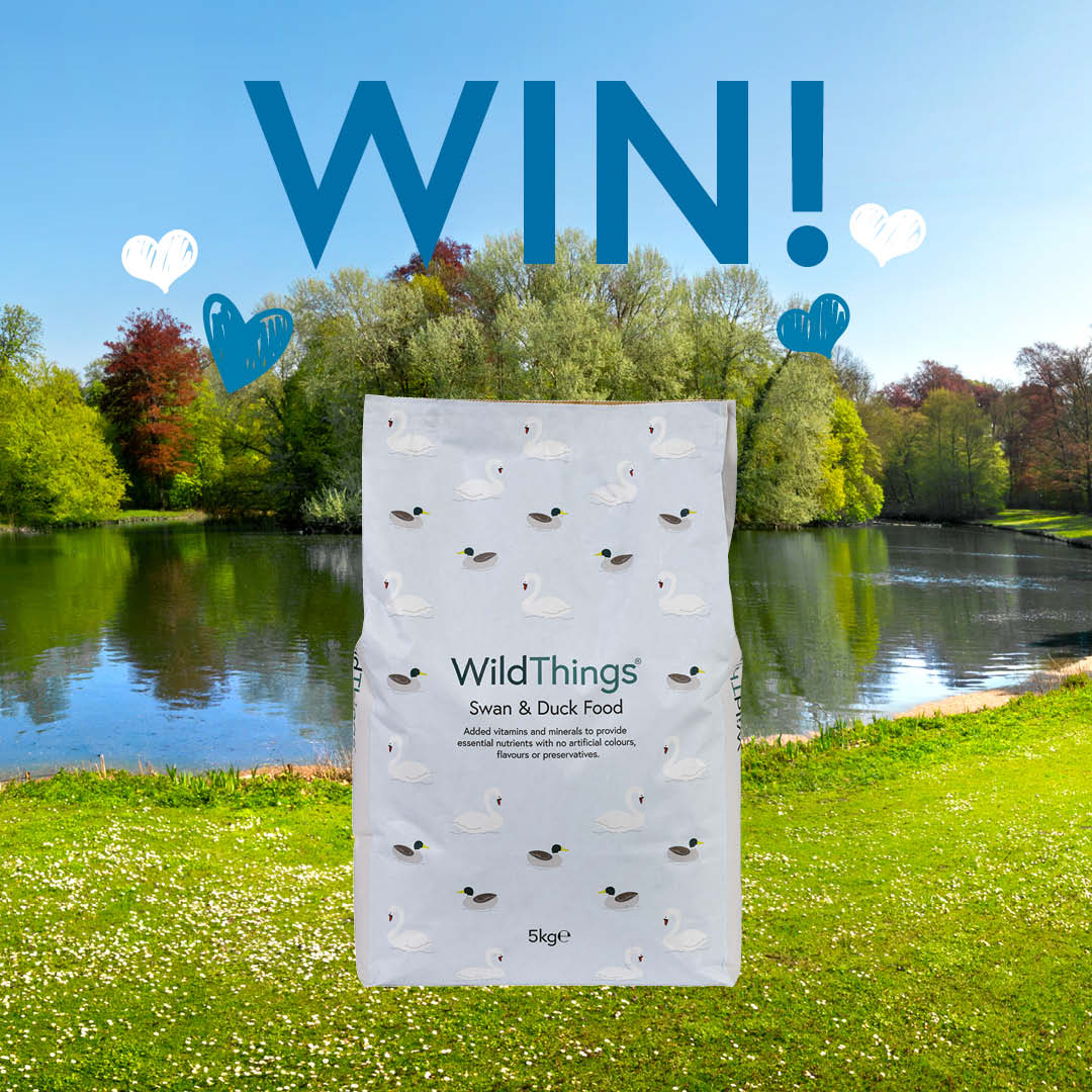 WildThingsFoods's tweet photo. WIN a packet of our 5kg Swan &amp; Duck Food to help you feed your local swans and ducks all summer long!

To enter, all you need to do is:

🦆 Tag a friend
🦆 Retweet this post
🦆 Following our account

Competition ends at 12pm on the 14th July. Good Luck! T&amp;Cs apply. https://t.co/szbECNw6U1