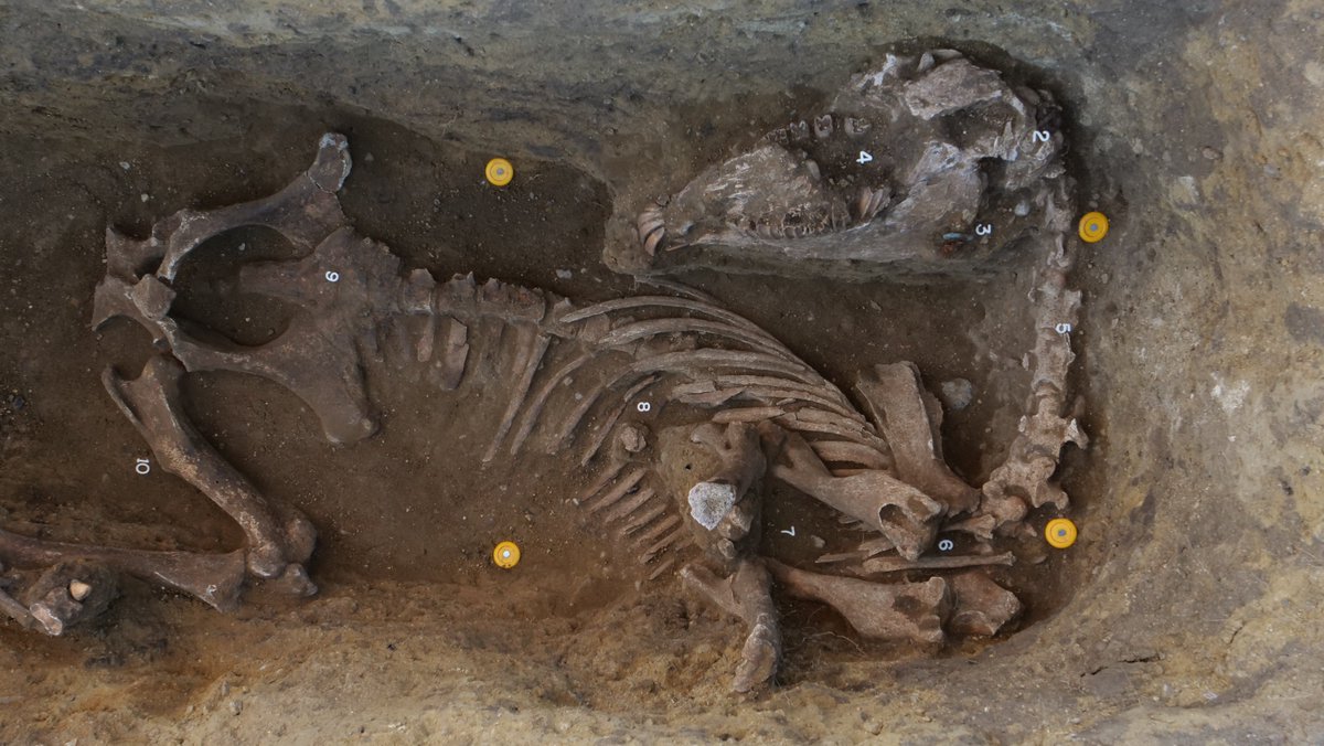 Akademie_ved_CR's tweet photo. 🏹 Korálky, ozdobné spony, mince, ale také zbraně jako například šípy a kopí. 

💠 Takové artefakty našli archeologové ukryté v hrobech příslušníků vládnoucí elity germánských Langobardů na jižní Moravě. Tým @ARUBrno odhalil dosud neznámou část pohřebního areálu v lokalitě Mušov-Roviny, datovaného do první poloviny 6. století.

Čtěte 👉 https://t.co/dw80vVrII0