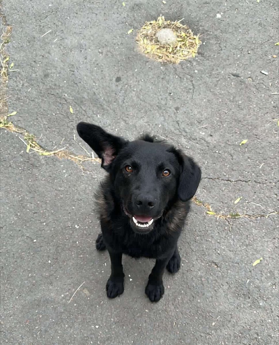 stanicnin's tweet photo. HITNO!!! 
Mladi pas za udomljavanje, trenutno živi na ulici u Beogradu, mnogo je dobar i mio, druži se sa svima, zaslužuje svoj zauvek dom 🐾🐾
Ima oko godinu dana, do 15ak kg, udomiteljima ćemo obezbediti troškove oko veterinara 😊
Molim vas RT!!!
#caosvima #pas #Srbija #Beograd https://t.co/R18ErmttsA