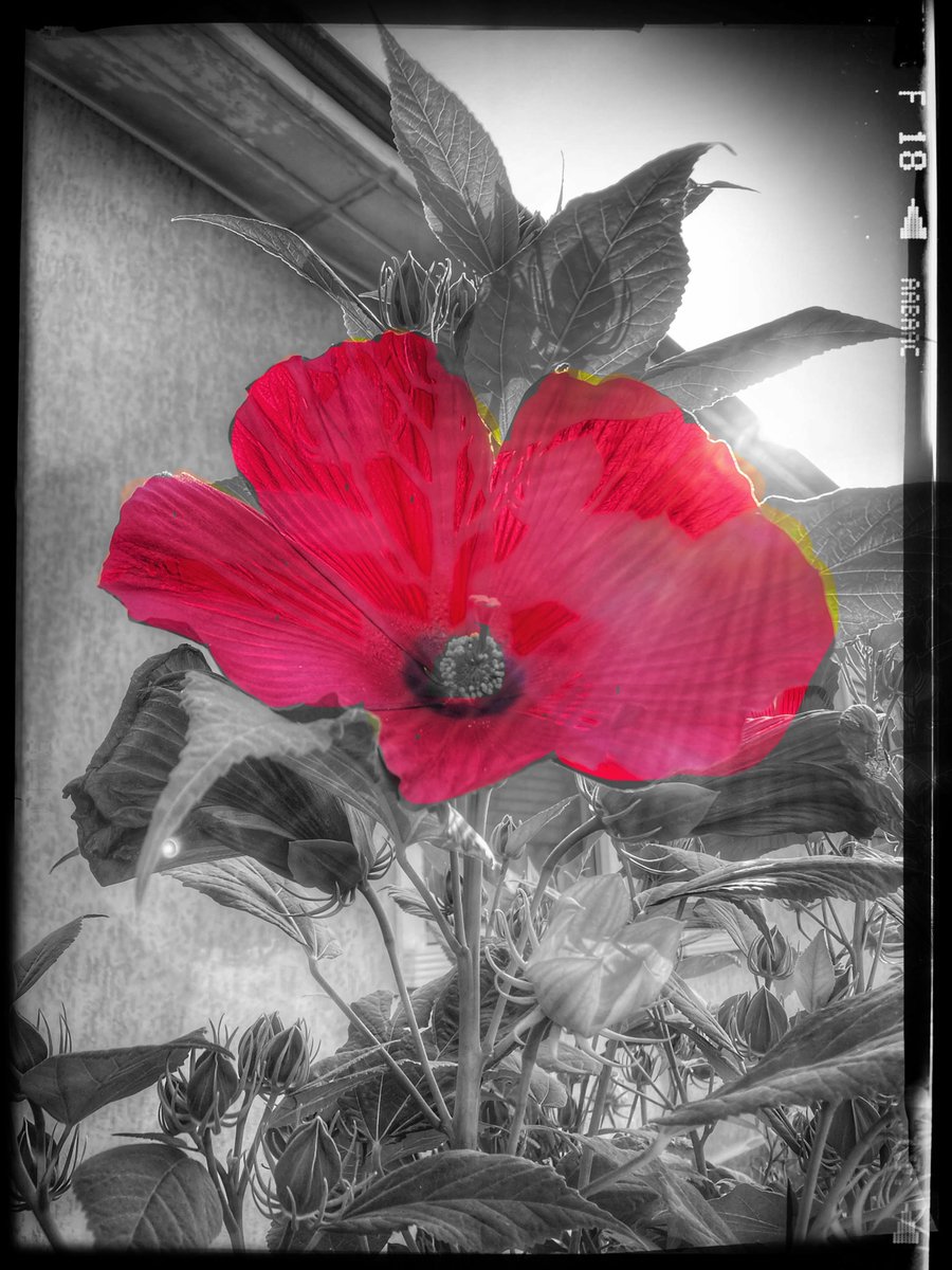 pinoross61's tweet photo. #flowers #corbetta #fiori #twitter https://t.co/oMmIhRPpJU