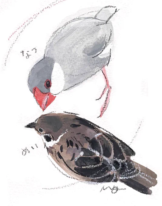 5月の個展時にオーダーいただきましたイラスト、文鳥さんとスズメさんです。好奇心旺盛な文鳥さんとおおらかなスズメさん。物語を感じる素敵な構図のお写真を元に描かせていただきました。