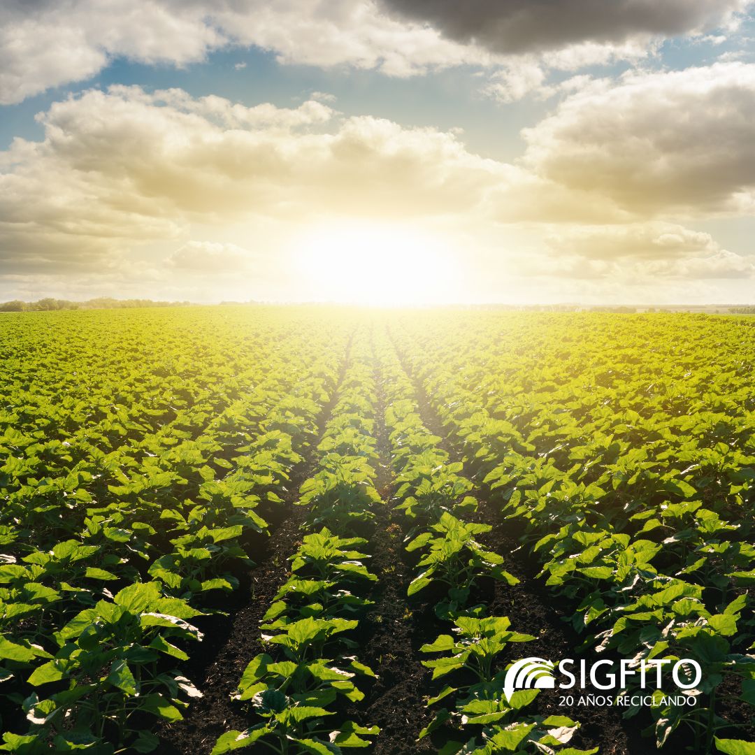 La Unión Europea🇪🇺  ha marcado un objetivo claro y desde SIGFITO vamos a continuar trabajando para lograrlo.  👉 En 2025 se exigirá, al menos, un 65% de #reciclado total. ♻️

En SIGFITO seguiremos asesorando a todas las empresas adheridas para cumplir con la legislación.