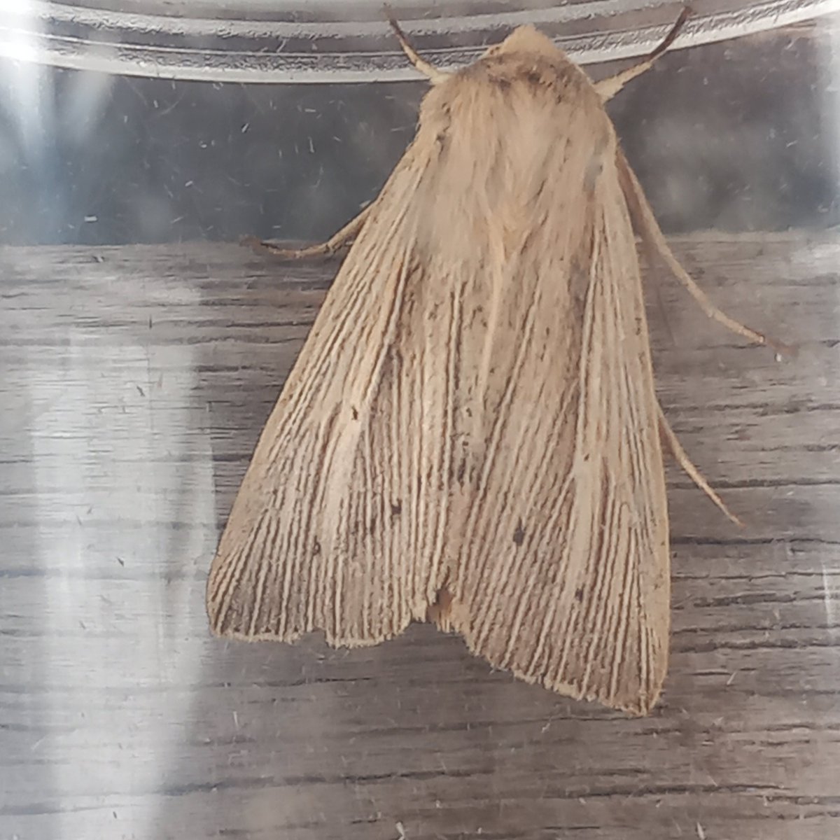 robdean9's tweet photo. Can't decide if this is a smoky Wainscott or not ? @MOTHIDUK https://t.co/RF5WwwAOiR