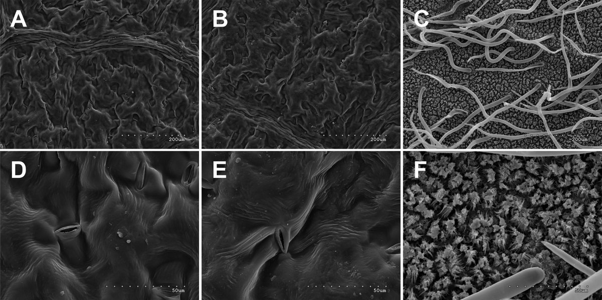 dendrobiology's tweet photo. 🇵🇱 New #hybrid species of willow discovered and described by Zieliński et al.: #Salix ×browiczii from #Rhodopes See #openaccess text: https://t.co/PUs0OFgoWn @Dominitoma https://t.co/tEsnezvLLf