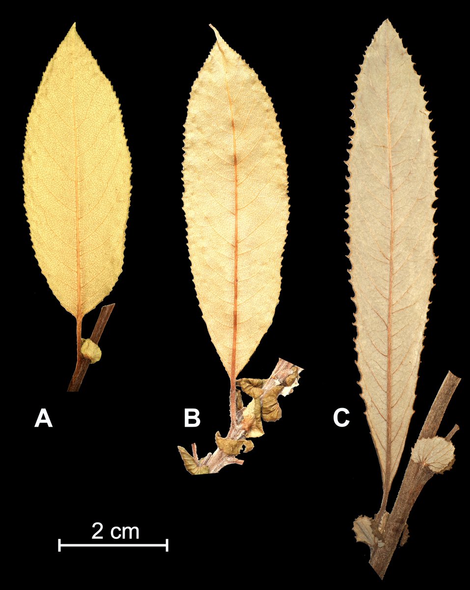 dendrobiology's tweet photo. 🇵🇱 New #hybrid species of willow discovered and described by Zieliński et al.: #Salix ×browiczii from #Rhodopes See #openaccess text: https://t.co/PUs0OFgoWn @Dominitoma https://t.co/tEsnezvLLf