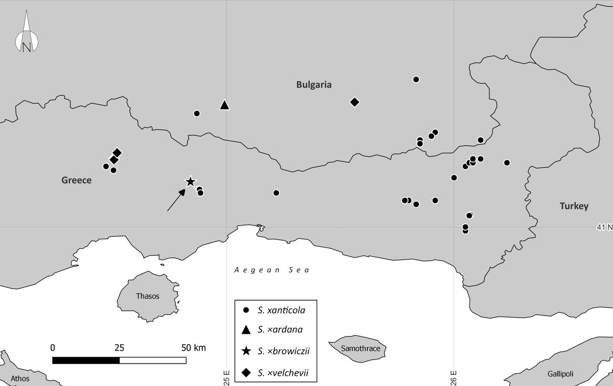 dendrobiology's tweet photo. 🇵🇱 New #hybrid species of willow discovered and described by Zieliński et al.: #Salix ×browiczii from #Rhodopes See #openaccess text: https://t.co/PUs0OFgoWn @Dominitoma https://t.co/tEsnezvLLf