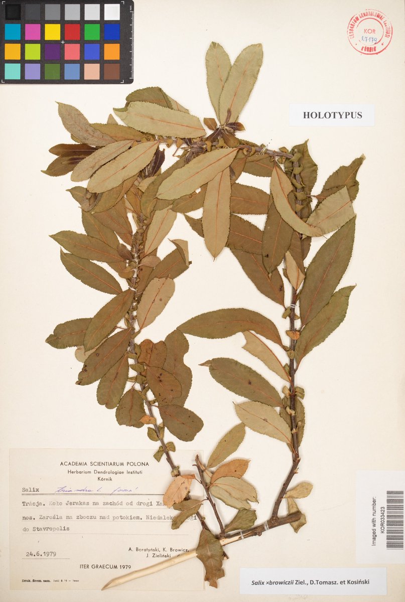 dendrobiology's tweet photo. 🇵🇱 New #hybrid species of willow discovered and described by Zieliński et al.: #Salix ×browiczii from #Rhodopes See #openaccess text: https://t.co/PUs0OFgoWn @Dominitoma https://t.co/tEsnezvLLf