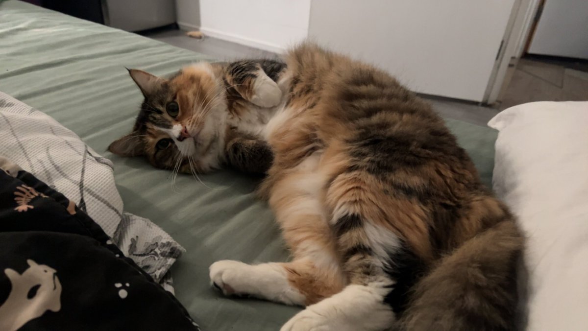 thehighestreeve's tweet photo. i hit 3k?? :0 have a pic of my pussy ehehe https://t.co/rFnsCaBw2N