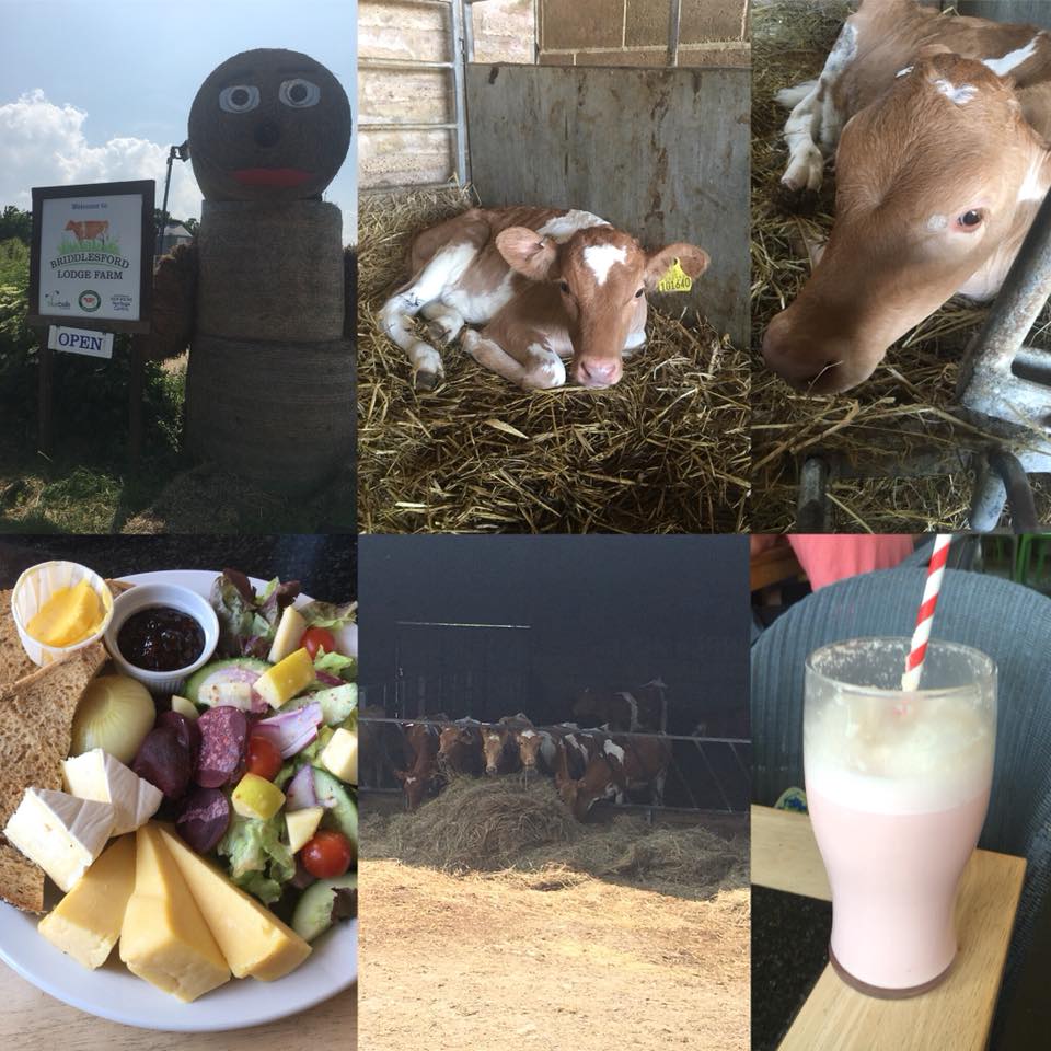 Today is #CowAppreciationDay if on the #IsleofWight a great place for something to eat and drink plus appreciate some Cows is <a href="/Briddlesford/">Briddlesford Farm</a> farm 🐮🐄