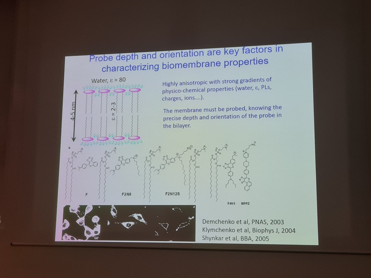 Retour aux sources avec Yves Mély  sur la création et l'utilisation de sondes #fluorescentes
<a href="/GDR_ImaBio/">GDR ImaBio</a> <a href="/CNRS/">CNRS 🌍</a> <a href="/RISE_micro/">RISEst</a>