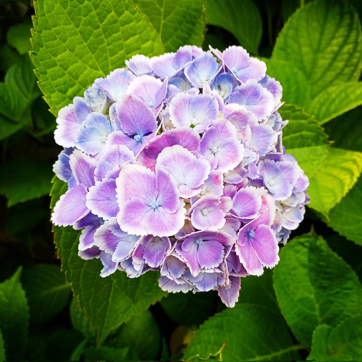 joinkurume's tweet photo. 昨日は大雨でしたがジョインは特に被害なく済みました。
被災された地域が早く元に戻ることを祈っています。
写真は遅くなりました梅雨に入って咲いたあじさいです。
梅雨がもうすぐ明けそうですね
#就労移行支援 
#障害 
#障がい 
#仕事 
#久留米市 
#就活 https://t.co/E7HZ5HCS3M