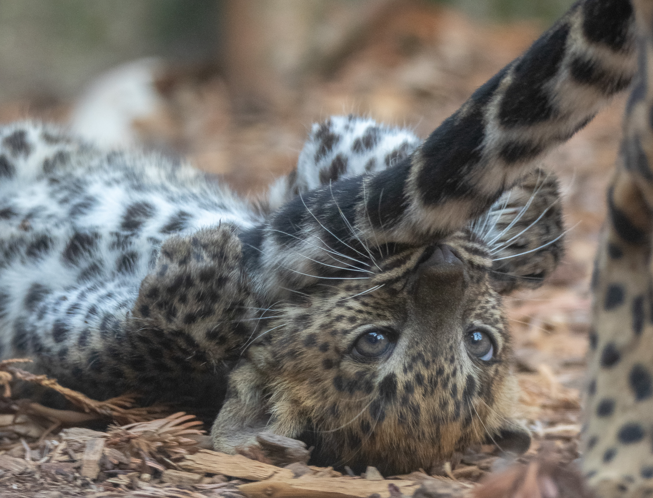 ✨ Congrats to <a href="/banhamzoo/">Banham Zoo</a> for winning Bronze in the BIAZA Awards Education category for 'Zooniversity'!

Zooniversity provided students aged 15-17 the opportunity to learn about different career paths, like veterinary care, behavioural studies, &amp; conservation 🌱

📷 Liam Austin