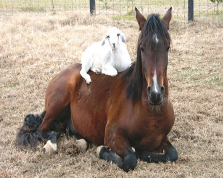_iamkitana's tweet photo. Sagittarius’ and Capricorns friendship be like… 🤣😭😭😭 https://t.co/NgaNqlQ3an