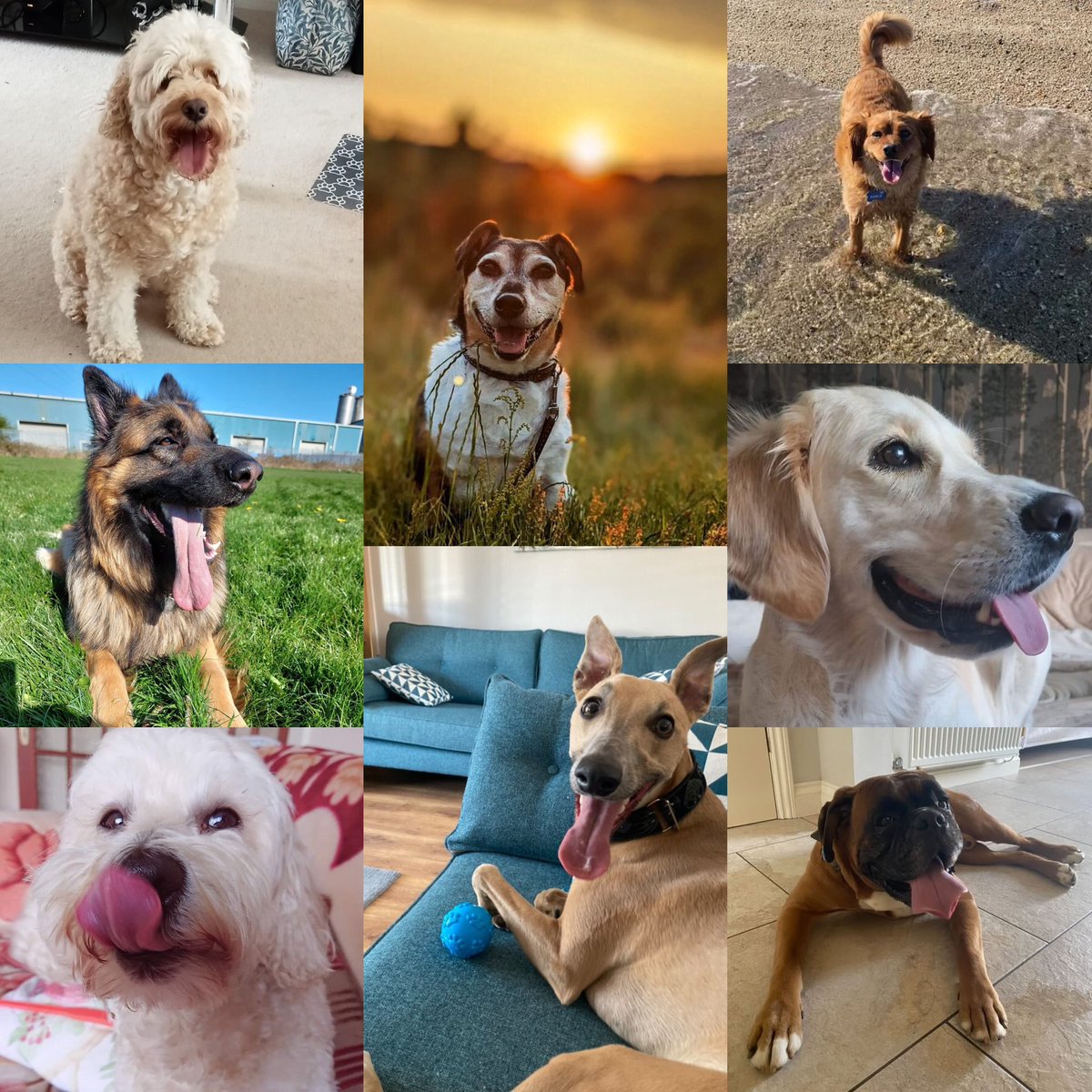 GraemeDogfather's tweet photo. Happiness in a smile 😃🐶

#TongueOutTuesday #dogs #doglover #dogsmakemehappy https://t.co/YwLu1M3DLD