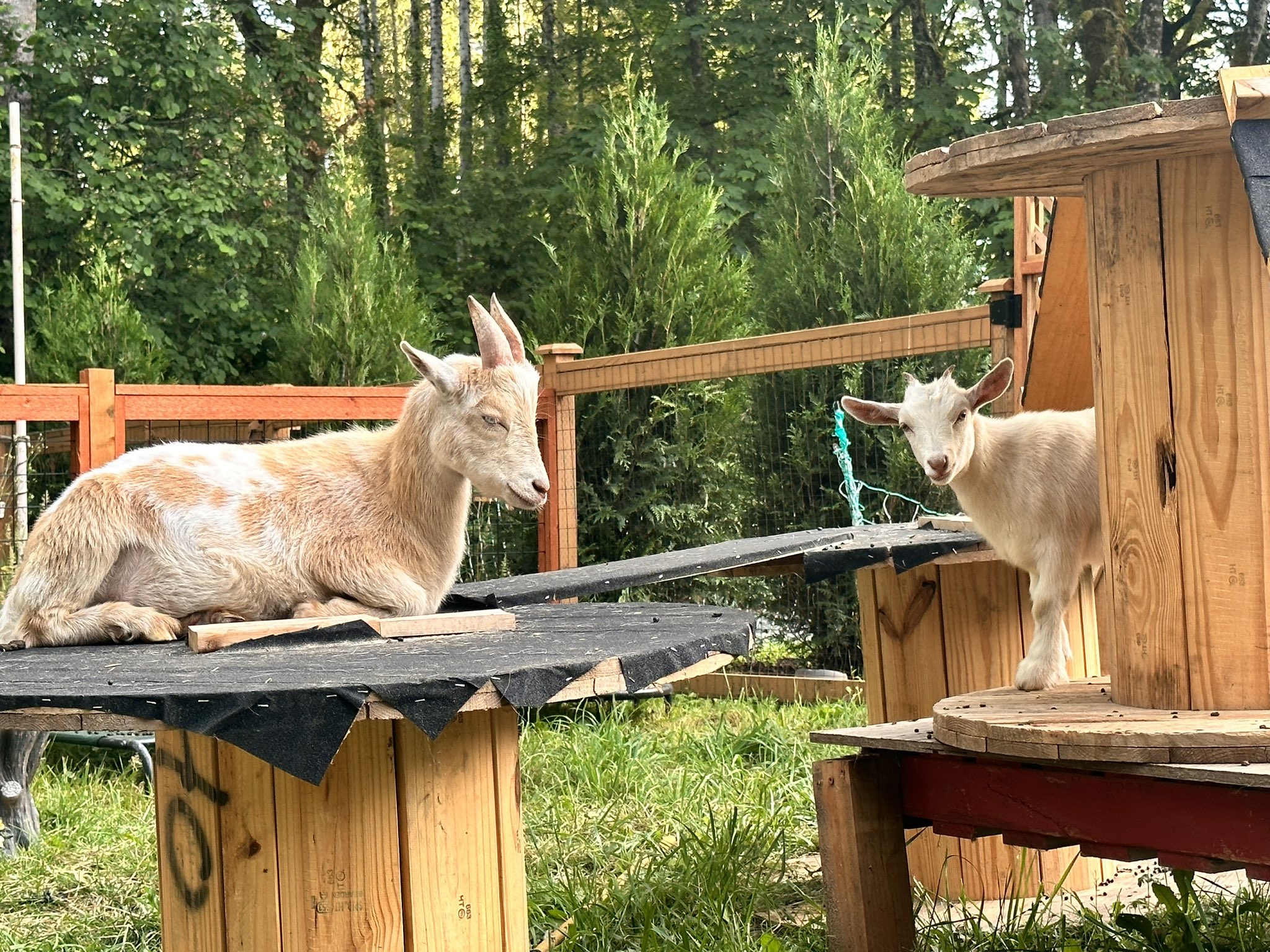 Shyanne on Twitter: "Also, day one of trying to get the baby girl goats