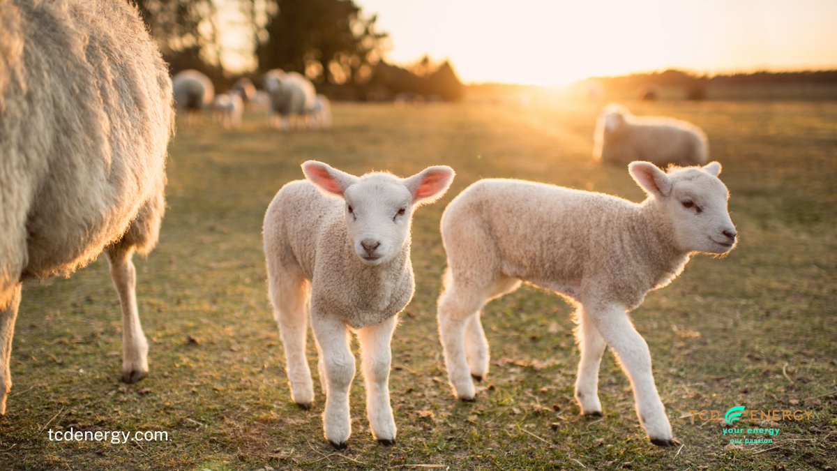 With our help, Mr George, a small farmer with multiple barn building saved £3,200 per year by switching electricity and gas suppliers.

PLUS, he recovered a staggering £10,900 that his previous supplier had miscalculated at a 20% VAT rate.🌾🚜

#UKFarming #FarmingBusiness