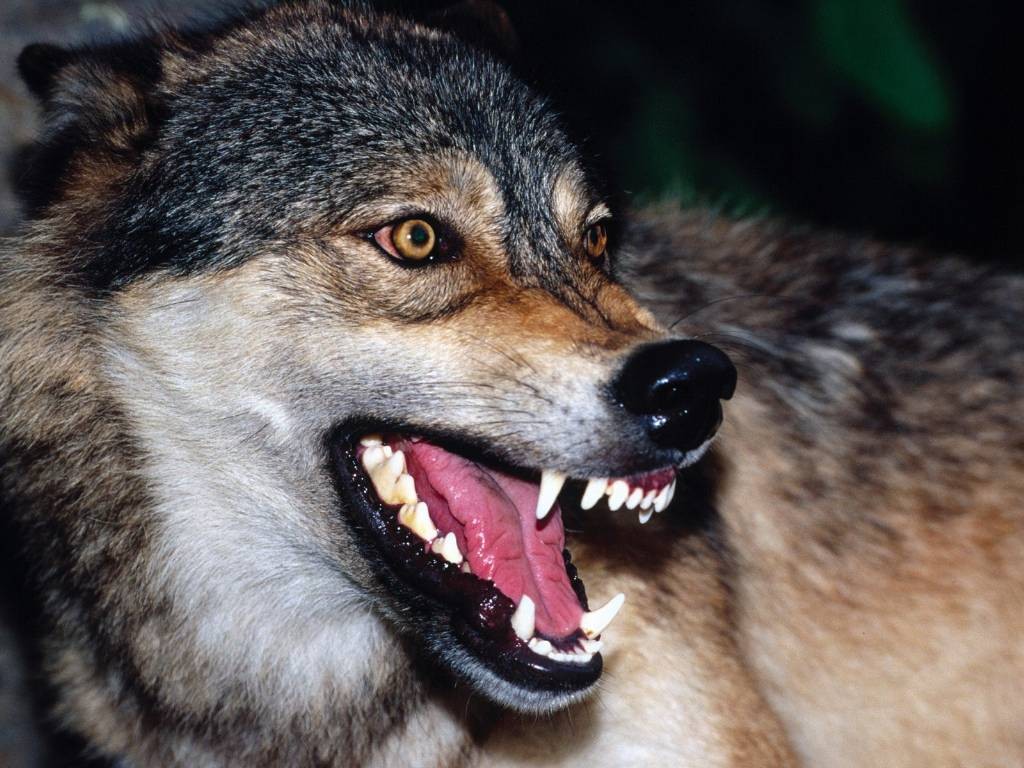 thewolf_e's tweet photo. that craze! , in his eye . 
#wolf #eyes https://t.co/A1T8KYirlE