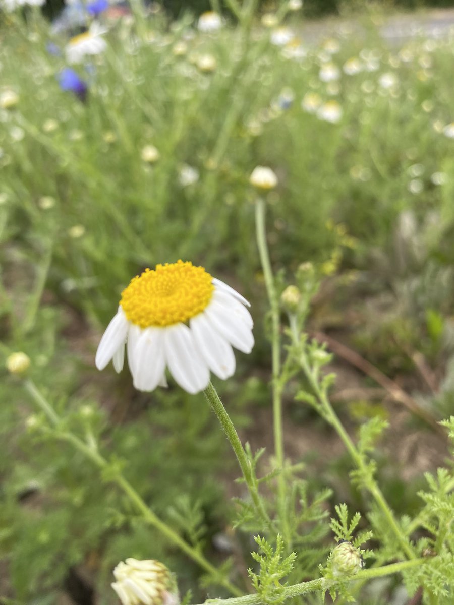 FOBHGCN's tweet photo. Community road verge, Sussex Way, Burgess Hill this morning! @BurgessHillTC https://t.co/5kVFrl95rg