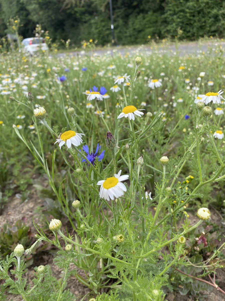 FOBHGCN's tweet photo. Community road verge, Sussex Way, Burgess Hill this morning! @BurgessHillTC https://t.co/5kVFrl95rg
