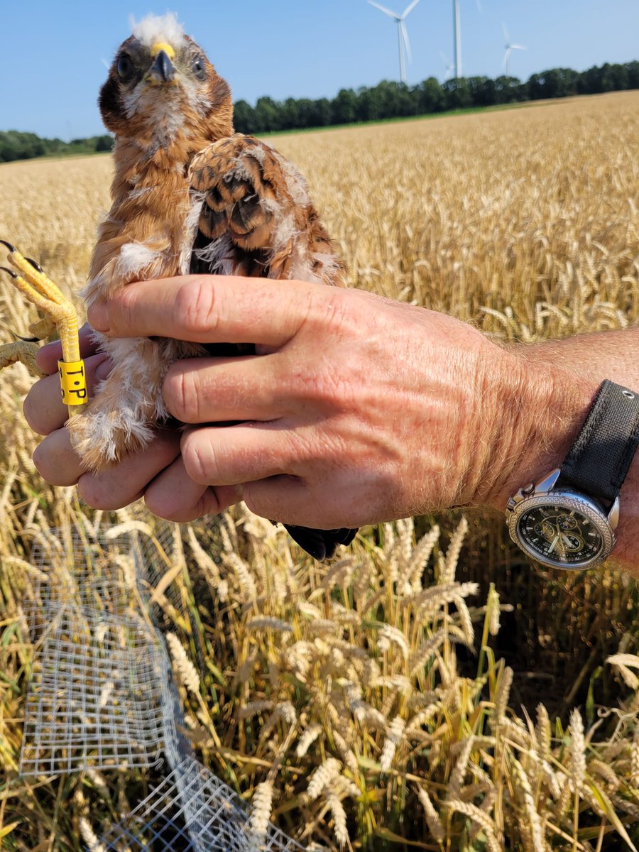 janploeger66's tweet photo. Gisteravond kon ik een 2e kj man(geboren in 22) grauwe kiek fotograferen en aflezen. Bleek T.P.  Vorig seizoen zelf beschermd, moeder verongelukte door windmolen, toch vlogen er 2 jongen uit. Een mooi weerzien! Kippenvel @grauwekiek @RJvdLeij @vogelnieuws @provgroningen https://t.co/VXTX50fnGa